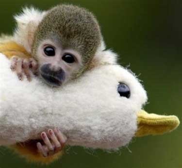 baby animals pictures. But Cute Baby Animals Make it