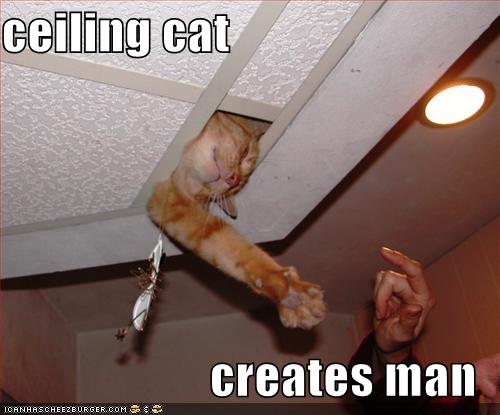 celing cat