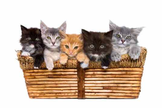 kittens. cute-kittens-3