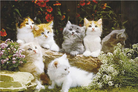 baby cats kitten puppies. Links to this Picture (Html Codes) (Copy/Paste 