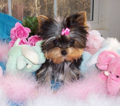Puppies  Adoption on Big Adorable Yorkie Puppies For Free Adoption 1 1 101    Artism And
