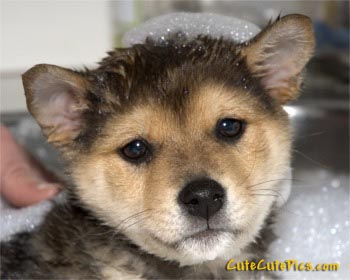 Shiba  Puppies on Morning Eye Candy  Playful Puppies