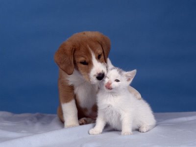 dog-and-cat-kiss.jpg?w=400