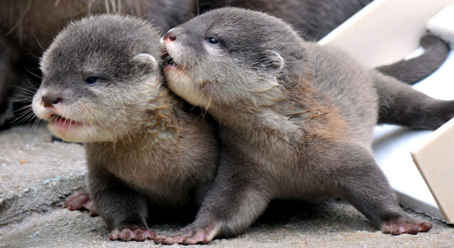 I don't even know which topic this goes in... Zoo_baby_otters1
